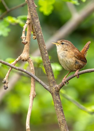 Tiny brown wren with a cocked tail searches for insects amongst the greenery in Dublin. 