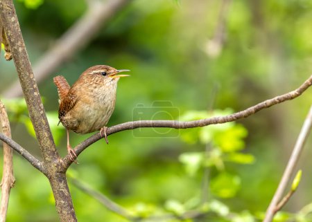 Tiny brown wren with a cocked tail searches for insects amongst the greenery in Dublin. 