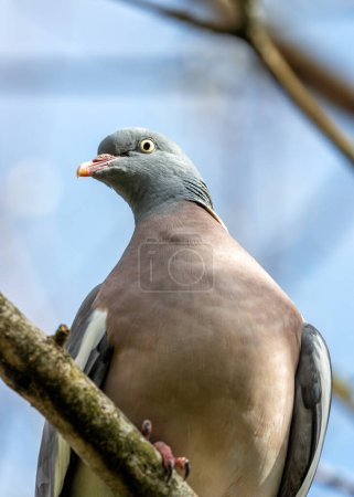 Photo for Large Wood Pigeon with a grey body and iridescent neck feathers, forages on the ground in Dublin's Phoenix Park. - Royalty Free Image