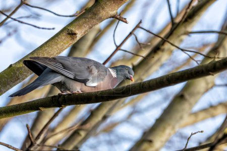 Large Wood Pigeon with a grey body and iridescent neck feathers, forages on the ground in Dublin's Phoenix Park.