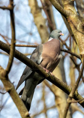 Large Wood Pigeon with a grey body and iridescent neck feathers, forages on the ground in Dublin's Phoenix Park.