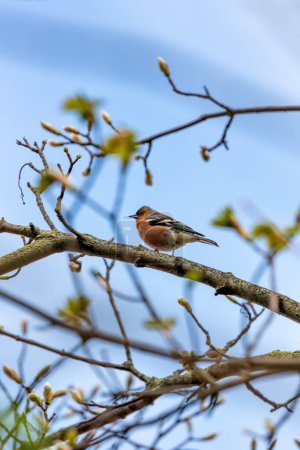 Chaffinch with vibrant plumage sings amidst the National Botanic Gardens in Dublin.