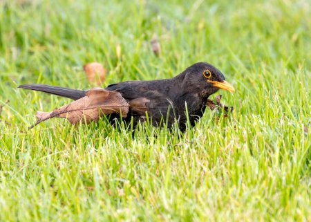 Male Blackbird with jet black plumage sings melodiously in a Kildare garden, Ireland. 