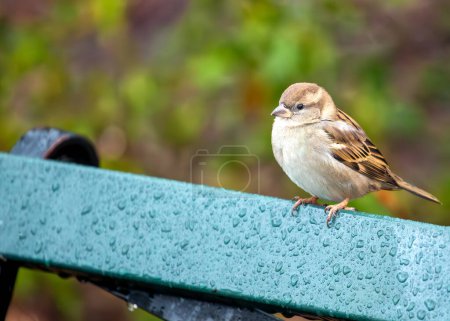 Female House Sparrow with brown plumage and a pale stripe above the eye, perched on a building in Dublin. 