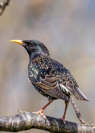 Common starling with glossy black plumage, perched on a building in Dublin, Ireland.