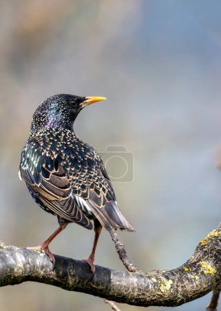 Photo for Common starling with glossy black plumage, perched on a building in Dublin, Ireland. - Royalty Free Image