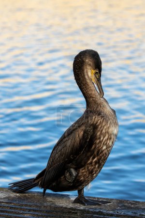 Large black cormorant with a hooked beak dries its wings on the coast near Howth, Dublin.