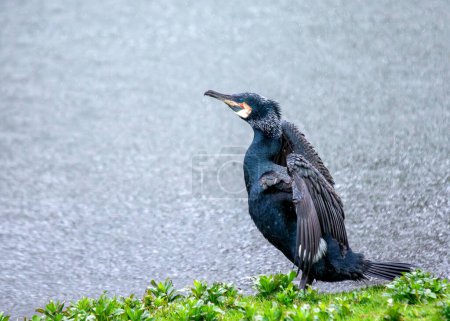 Gran cormorán negro con un pico enganchado seca sus alas en la costa cerca de Howth, Dublín.