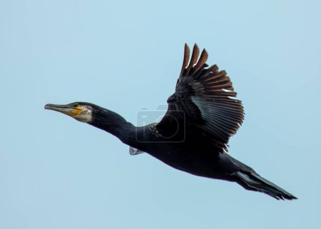 Großer Schwarzer Kormoran mit Hakenschnabel trocknet seine Flügel an der Küste bei Howth, Dublin.