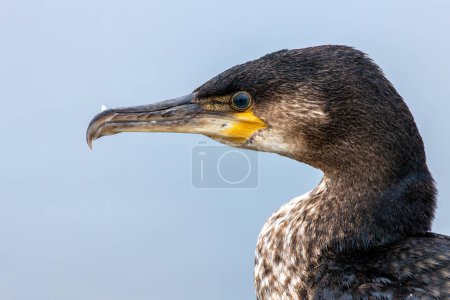 Grand cormoran noir avec un bec crochu sèche ses ailes sur la côte près de Howth, Dublin.