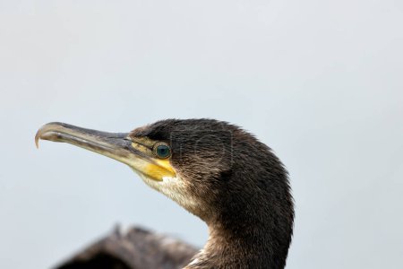 Grand cormoran noir avec un bec crochu sèche ses ailes sur la côte près de Howth, Dublin.