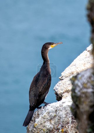 Large black cormorant with a hooked beak dries its wings on the coast near Howth, Dublin.