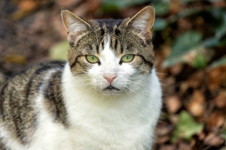 Neugierige gestromte Katze mit einem Mix aus weißem, braunem und schwarzem Fell und leuchtend grünen Augen erkundet Father Collins Park in Dublin