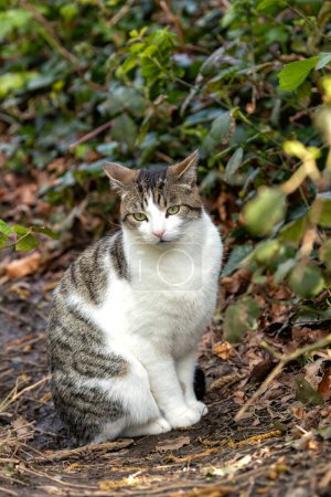 Curious tabby cat with a mix of white, brown, and black fur, and bright green eyes explores Father Collins Park in Dublin