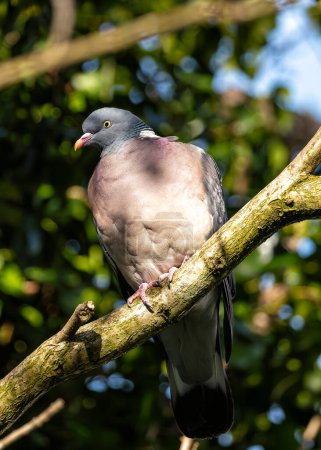 Grand Pigeon des Bois au corps gris et plumes au cou irisé, fourrages au sol dans le Phoenix Park de Dublin.