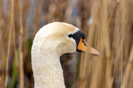 Majestätischer erwachsener Höckerschwan mit weißem Gefieder gleitet anmutig über das Wasser in Powerscourt, Wicklow. 