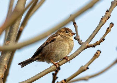 Female House Sparrow with brown plumage and a pale stripe above the eye, perched on a building in Dublin.