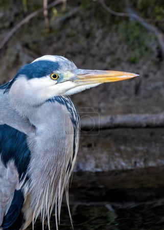 Tall, grey heron with a long neck and dagger-like bill, stalks prey in shallow water near Dublin. 