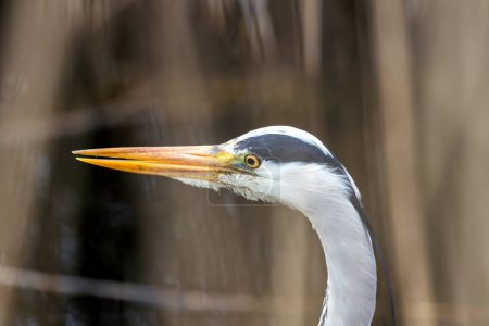 Tall, grey heron with a long neck and dagger-like bill, stalks prey in shallow water near Dublin. 