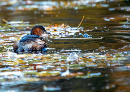 Winziges Küken mit kastanienbrauner Kehle und Wangen schwimmt im Brutgefieder auf einem Teich in Dublin.