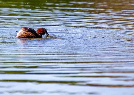 Tiny dabchick with a chestnut throat and cheeks, swims on a Dublin pond in breeding plumage.