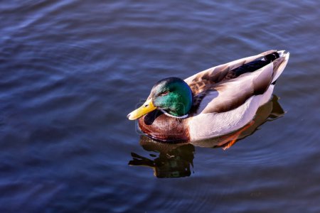 Hombre Mallard con una cabeza verde brillante, cuello blanco y pecho marrón, preens junto a un estanque en Dublín. 