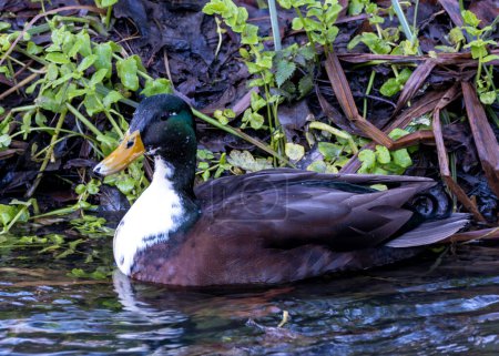 Male Mallard with a glossy green head, white collar, and brown chest, preens by a pond in Dublin. 