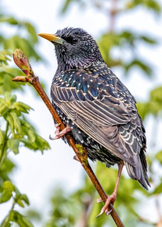 Common starling with glossy black plumage, perched on a building in Dublin, Ireland.