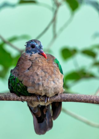 Vibrant green dove with a coral-red bill, forages on the forest floor in warm regions of Asia.