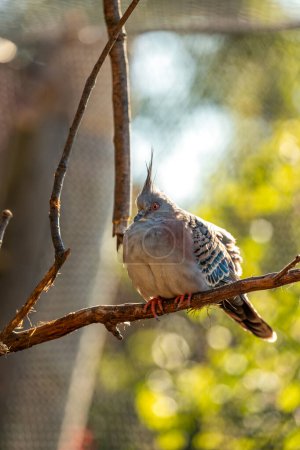 Téléchargez les photos : Pigeon gris commun avec une longue crête pointue sur la tête, fourrages pour la nourriture sur le terrain dans des habitats ouverts à travers l'Australie. - en image libre de droit