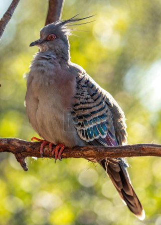Téléchargez les photos : Pigeon gris commun avec une longue crête pointue sur la tête, fourrages pour la nourriture sur le terrain dans des habitats ouverts à travers l'Australie. - en image libre de droit