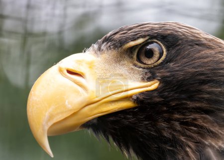 L'énorme aigle de Steller au corps brun foncé, à la tête et aux épaules blanches, arpente son territoire depuis les côtes rocheuses de la mer de Béring.