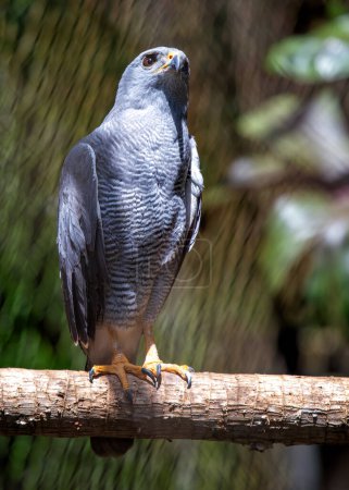 Elegant, raincloud-gray hawk with barred chest and banded tail, soars over open areas in Central & North America.