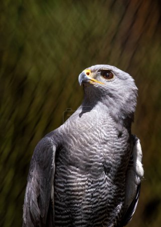 Élégant faucon gris nuage de pluie avec poitrine barrée et queue baguée, s'élève au-dessus des zones ouvertes en Amérique centrale et du Nord.