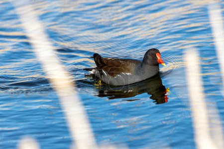 Black moorhen with a red beak and white head patch, forages amongst the reeds in Fairview Park, Dublin.