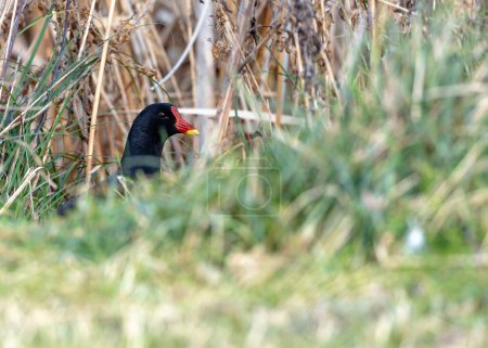 Black moorhen with a red beak and white head patch, forages amongst the reeds in Fairview Park, Dublin.