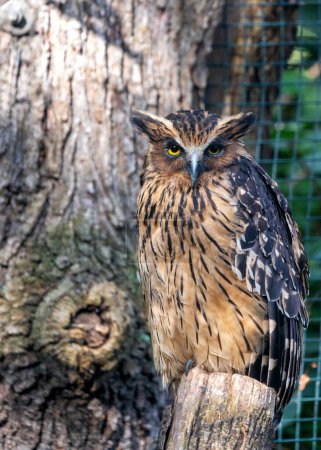 Medium-sized buff-brown owl with prominent ear tufts, perched near water in tropical forests of Southeast Asia.