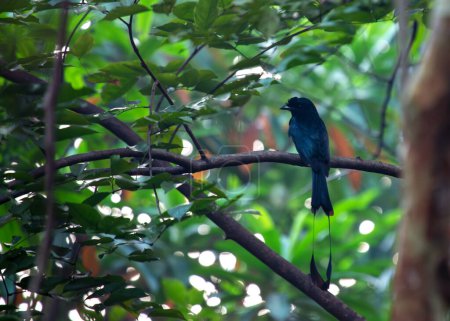 Unmistakable black drongo with a long, forked tail, perches prominently on a branch in open habitats of Southeast Asia, Australia, or New Guinea. 