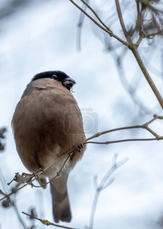 Subdued female Bullfinch with a greyish-brown breast and a hint of red on the rump, forages for food amongst the trees in Father Collins Park, Dublin.