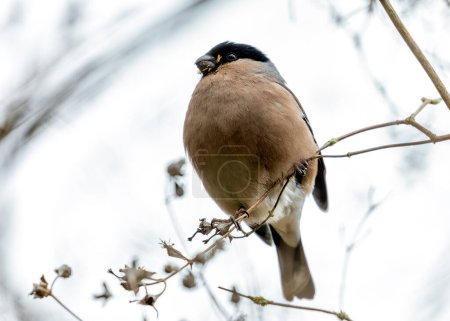 Subdued female Bullfinch with a greyish-brown breast and a hint of red on the rump, forages for food amongst the trees in Father Collins Park, Dublin.
