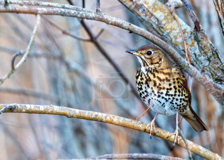 Melodious Song Thrush with brown spotted breast sings from a treetop in Father Collins Park, Dublin.