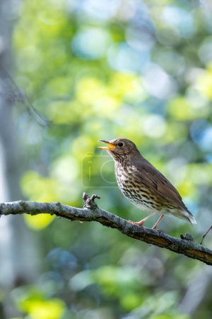 Melodious Song Thrush with brown spotted breast sings from a treetop in Father Collins Park, Dublin.
