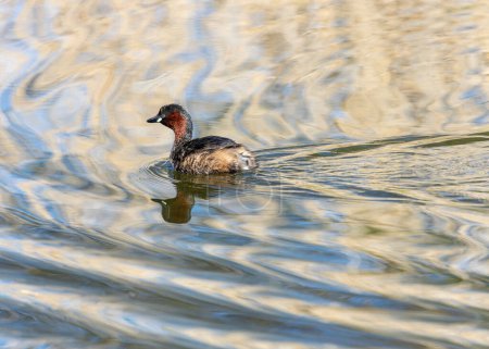 Minuscule poussin avec une gorge et des joues de châtaignier, nage sur un étang de Dublin en plumage de reproduction.
