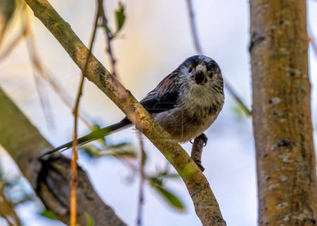 Photo for Long-tailed Tit (Aegithalos caudatus) - Found across Europe & parts of Asia - Royalty Free Image