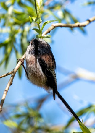 Photo for Long-tailed Tit (Aegithalos caudatus) - Found across Europe & parts of Asia - Royalty Free Image