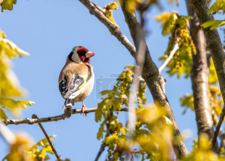 Vibrant goldfinch with black wings and red mask, perched on a flower at Dublin's Botanic Gardens. 