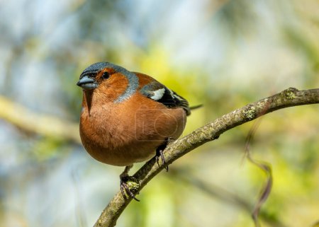 Male Chaffinch in Dublin's Botanic Gardens sings proudly, displaying vibrant plumage.