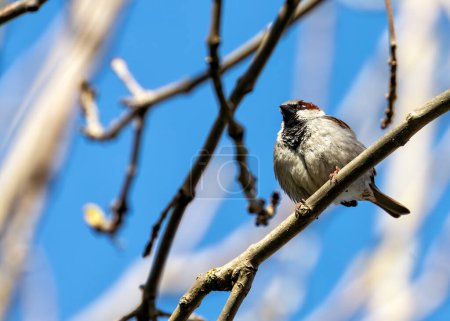 Photo for Male House Sparrow with a grey crown, black bib, and chestnut neck, perched on a building in Dublin. - Royalty Free Image
