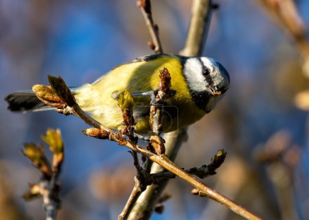 Pequeño pájaro cantor azul vibrante con un pecho amarillo, encaramado entre vegetación en los Jardines Botánicos de Dublín.