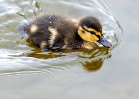 Adorable chick with fluffy yellow down. Follows mother in Dublin's parks, learning to find aquatic plants.